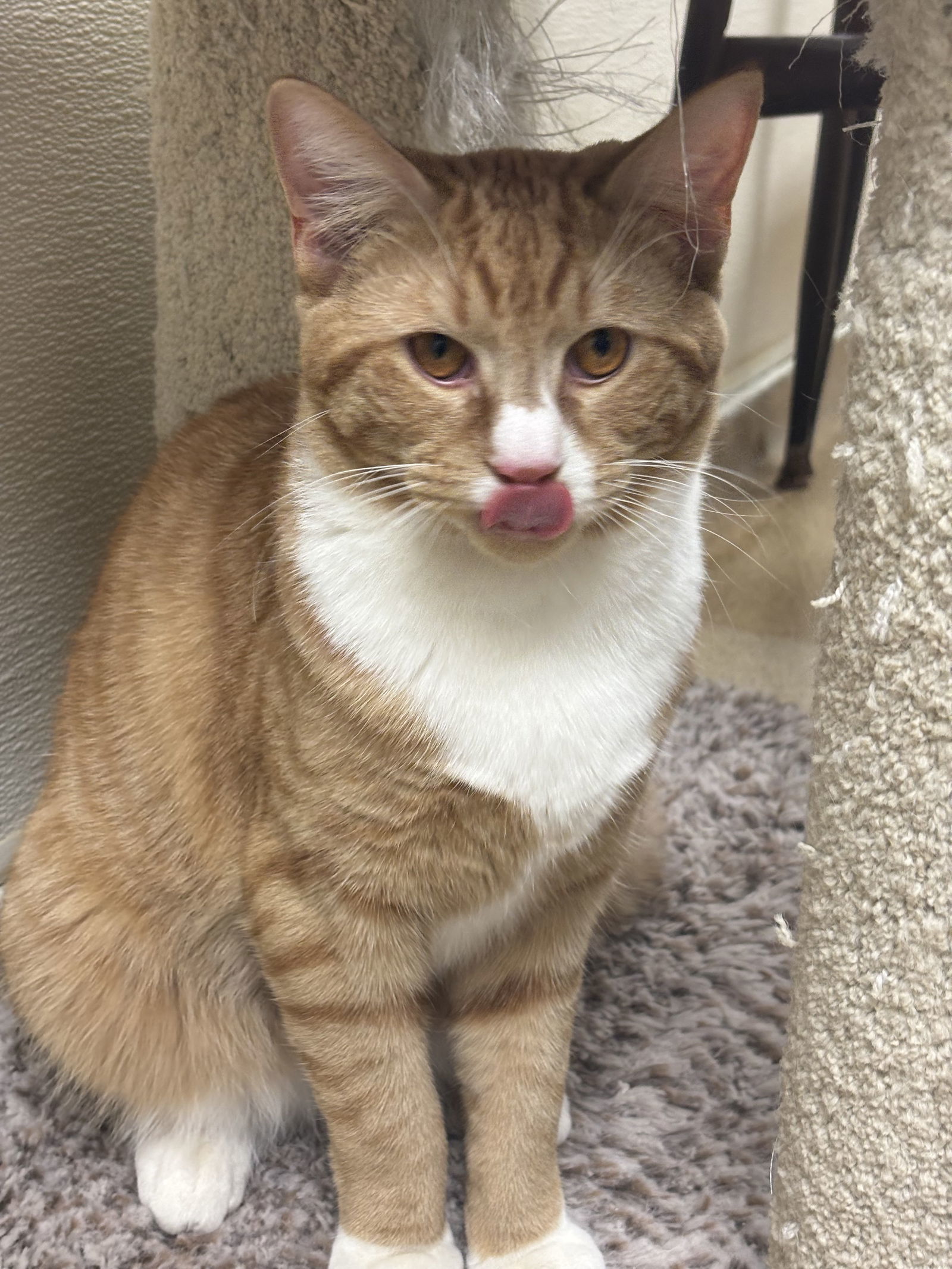 Simba