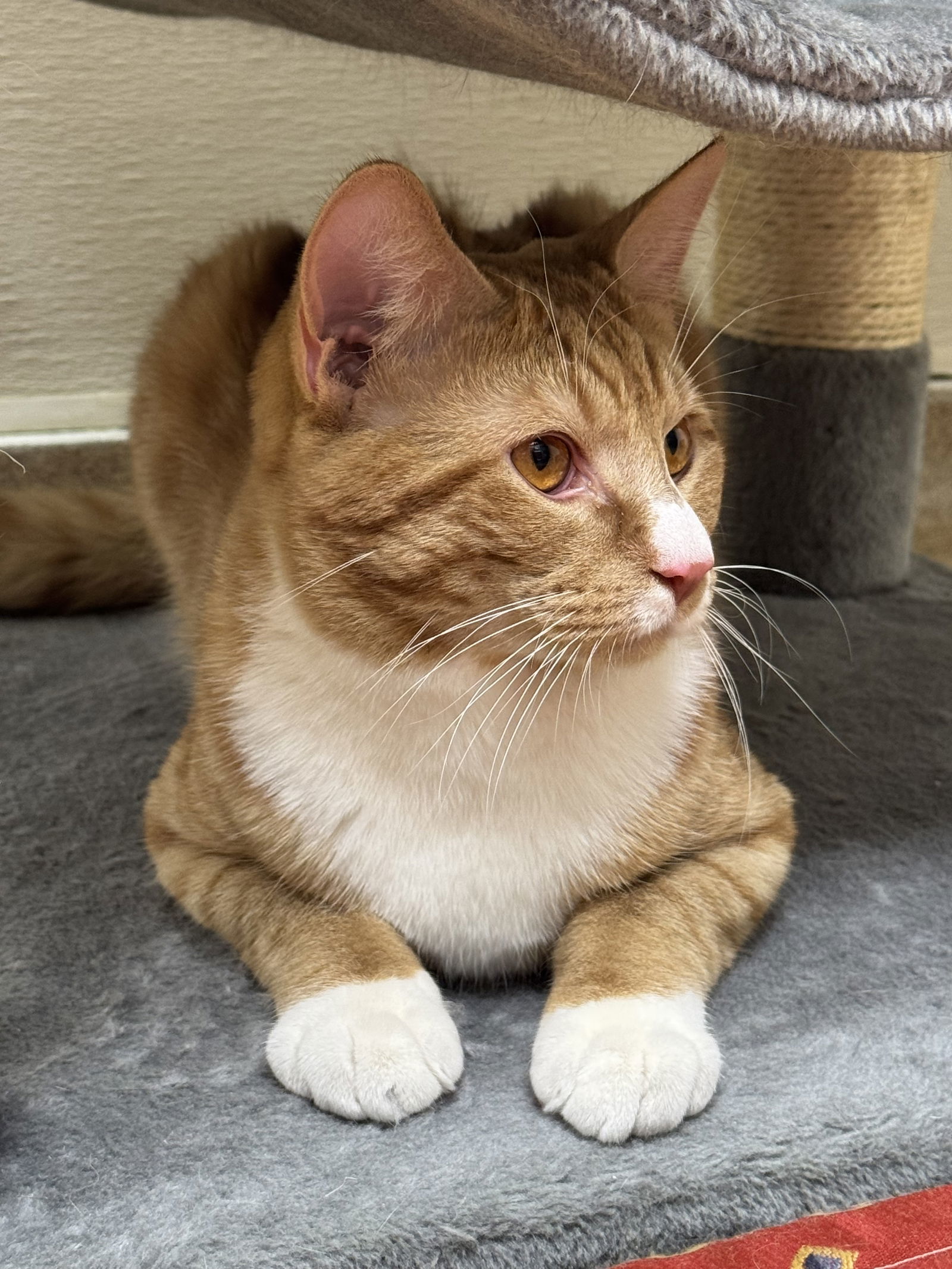 Simba