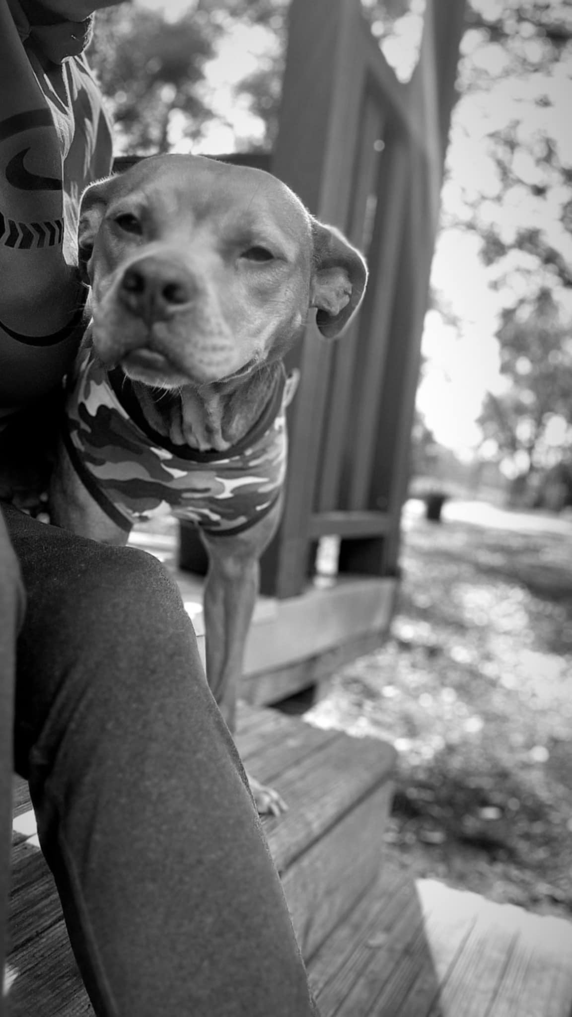 Canela - F