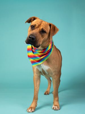 BIRCH, Adult Male Pit Bull Terrier
