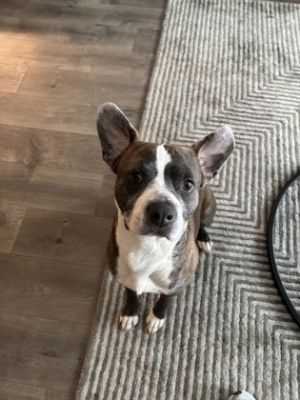Meet Amphion a mellow and affectionate pup looking for his forever home Estimated to be around 6-7