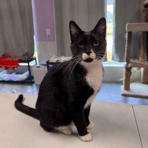 FC33 Salem, Adult Male Domestic Short Hair