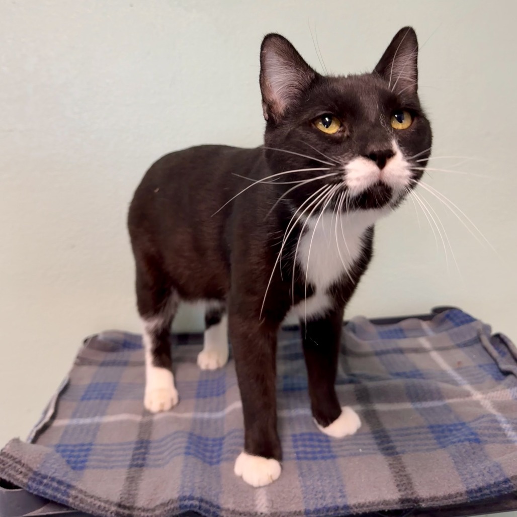 FC33 Salem, an adoptable Domestic Short Hair in Mondovi, WI, 54755 | Photo Image 2