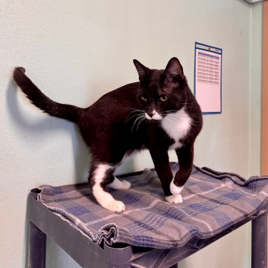 FC33 Salem, an adoptable Domestic Short Hair in Mondovi, WI, 54755 | Photo Image 3