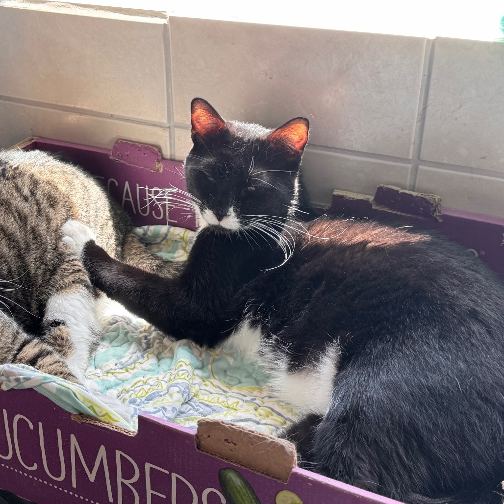 FC33 Salem, an adoptable Domestic Short Hair in Mondovi, WI, 54755 | Photo Image 4