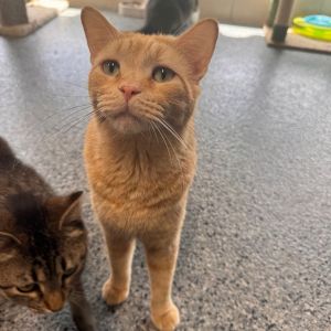 FC48 O&#39;Malley, Adult Male Domestic Short Hair