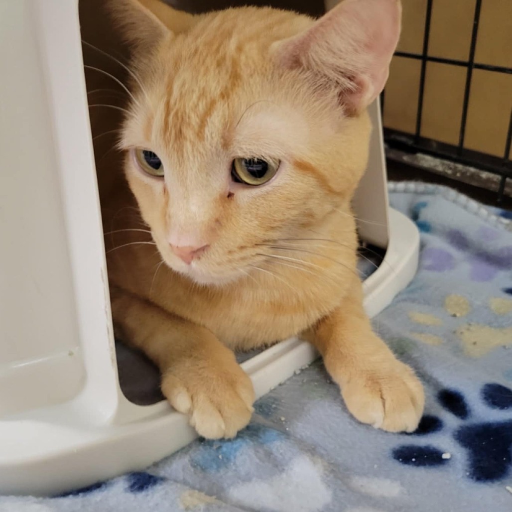FC48 O'Malley, an adoptable Domestic Short Hair in Mondovi, WI, 54755 | Photo Image 2