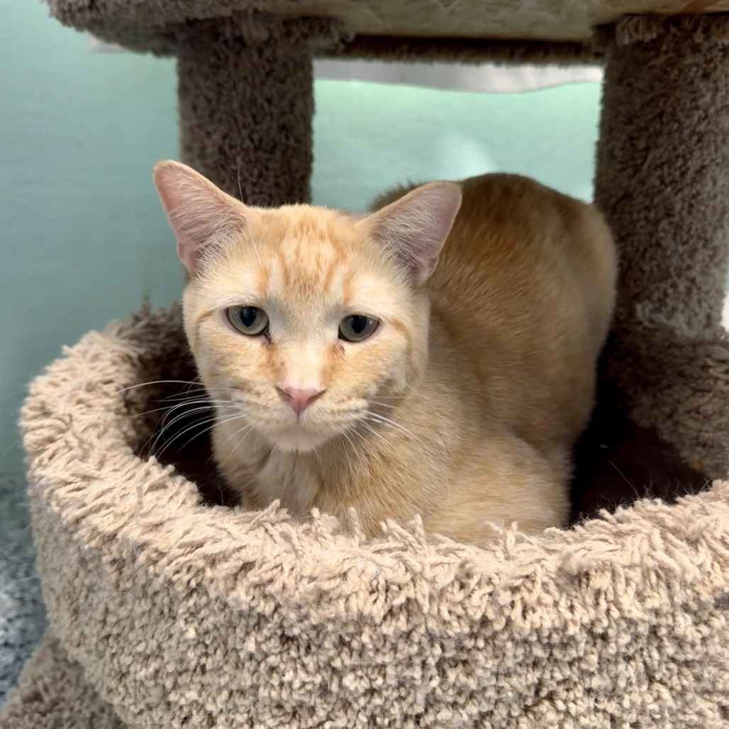 FC48 O'Malley, an adoptable Domestic Short Hair in Mondovi, WI, 54755 | Photo Image 3