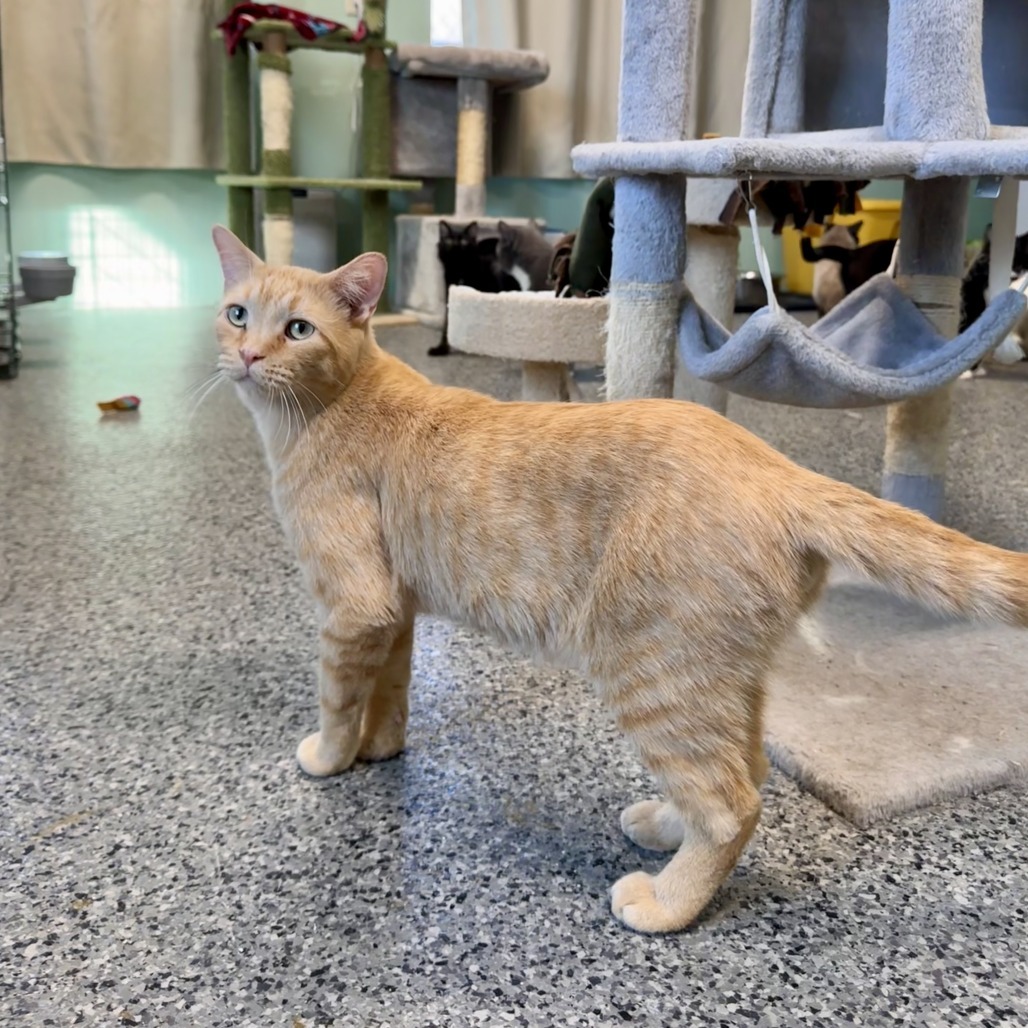 FC48 O'Malley, an adoptable Domestic Short Hair in Mondovi, WI, 54755 | Photo Image 4