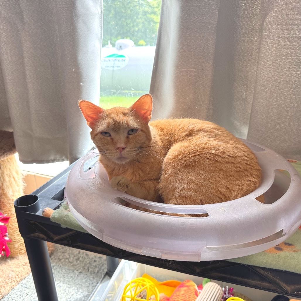 FC48 O'Malley, an adoptable Domestic Short Hair in Mondovi, WI, 54755 | Photo Image 5