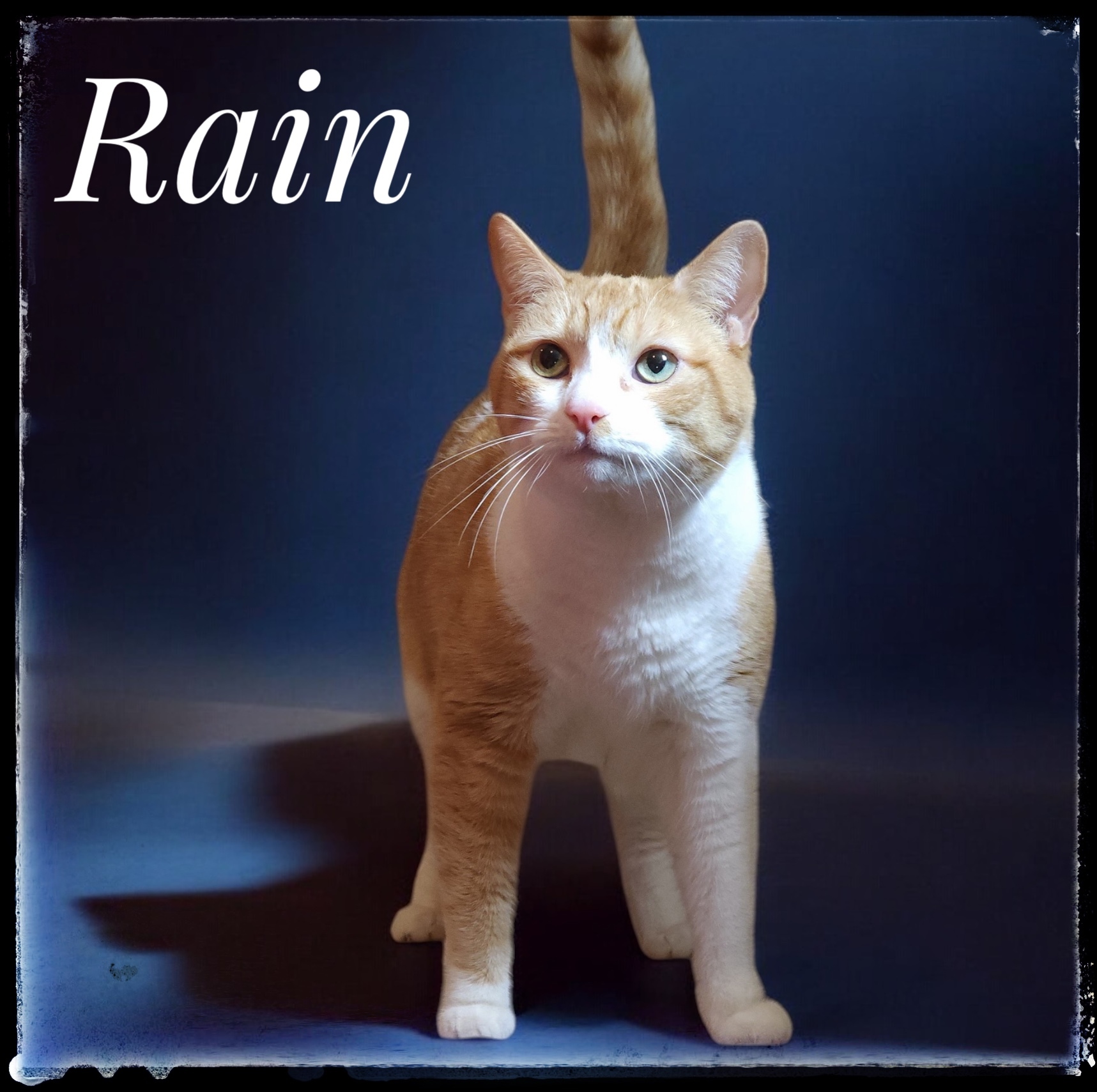 Rain