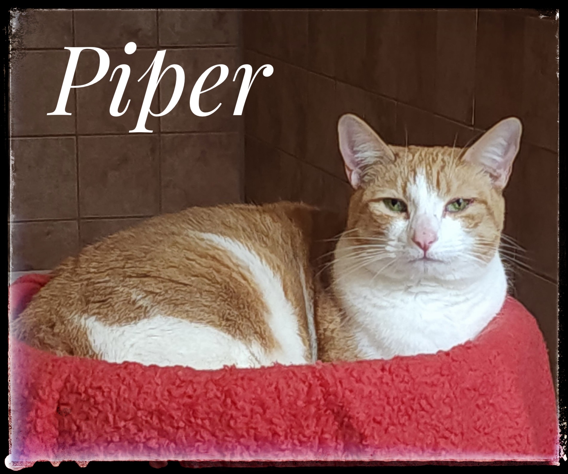 Piper