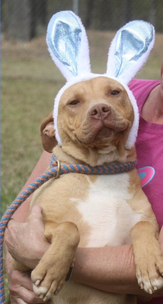 Pup Pup 25