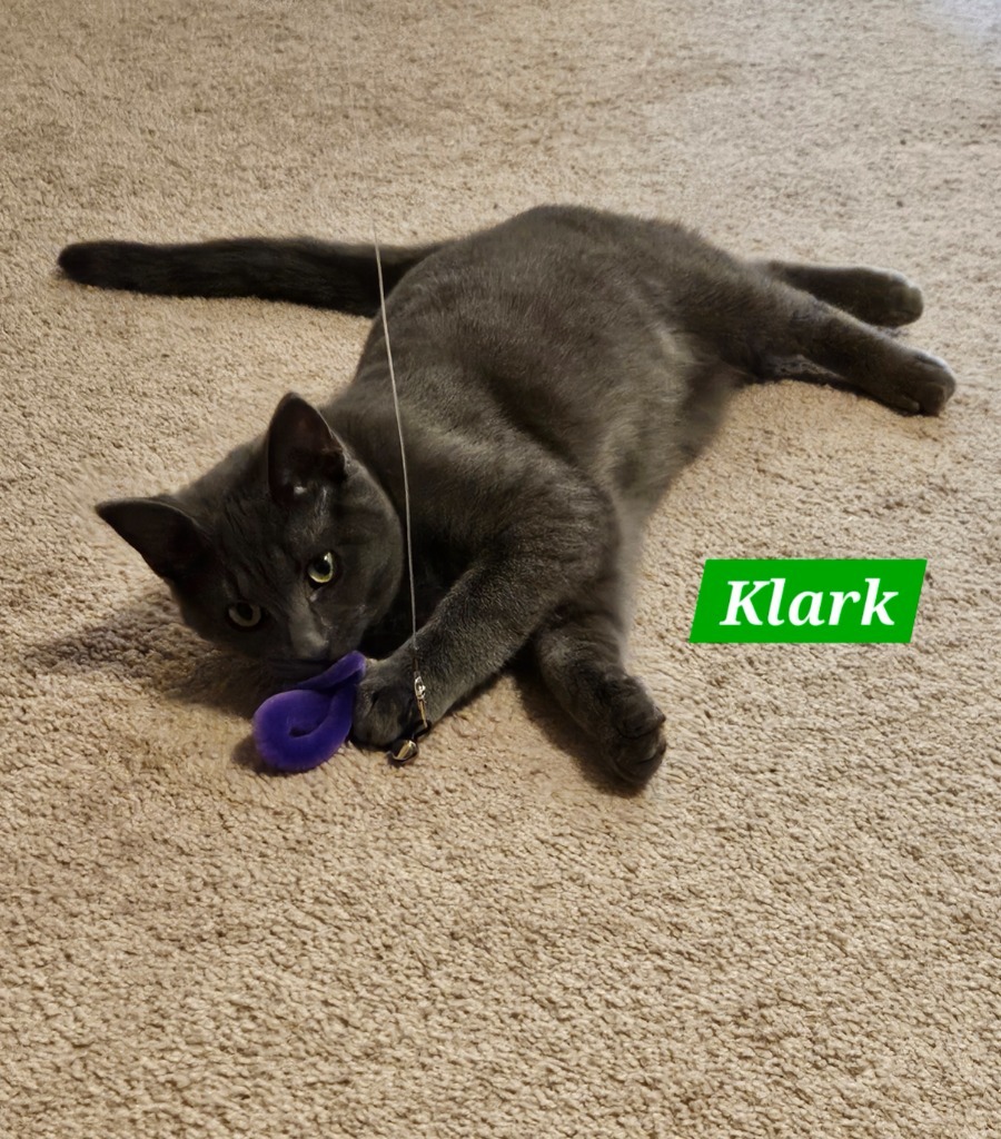 Klark and Khloe, an adoptable Korat in Manchester, TN, 37357 | Photo Image 3