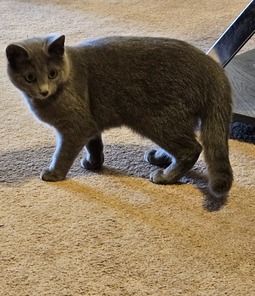 Klark and Khloe, an adoptable Korat in Manchester, TN, 37357 | Photo Image 4