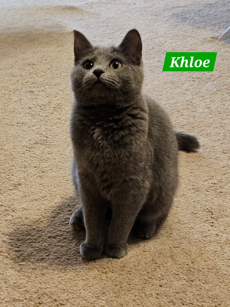 Klark and Khloe, an adoptable Korat in Manchester, TN, 37357 | Photo Image 5