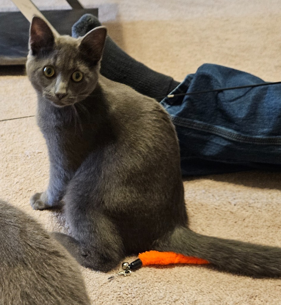 Klark and Khloe, an adoptable Korat in Manchester, TN, 37357 | Photo Image 6