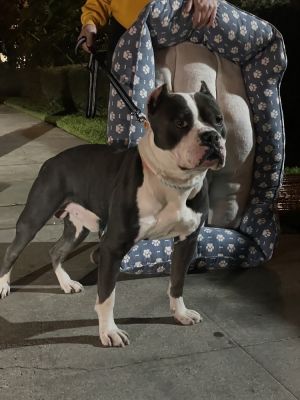 Churro, Adult Male unknown