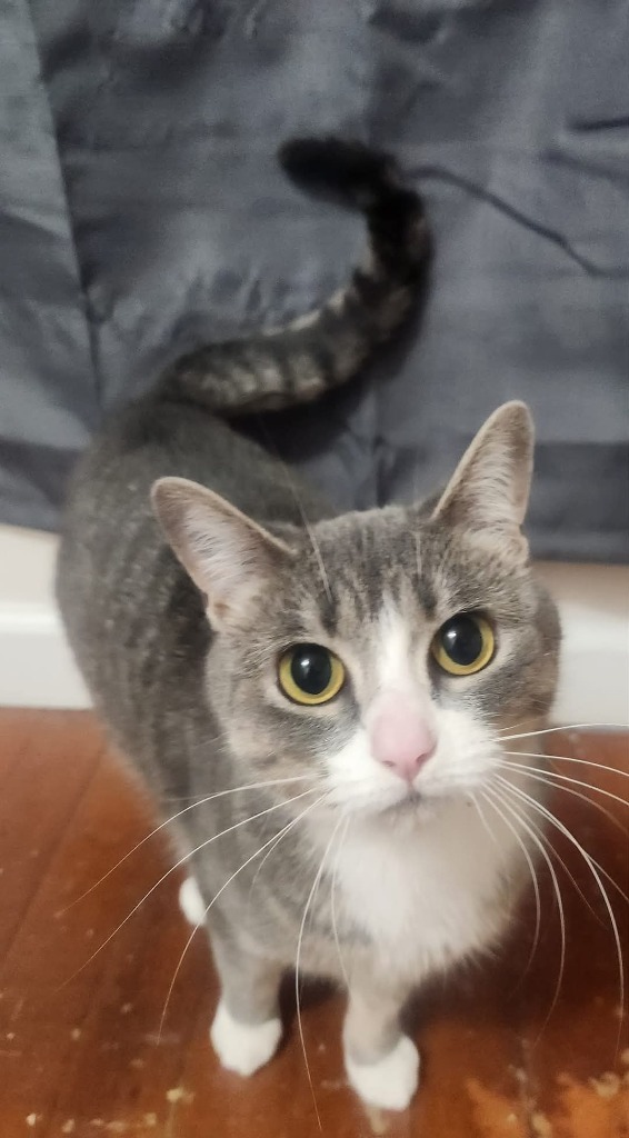 Patty, an adoptable Domestic Short Hair in Grand Rapids, MN, 55744 | Photo Image 1