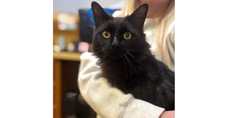 Stevie, an adoptable Domestic Long Hair in Tulsa, OK, 74145 | Photo Image 1