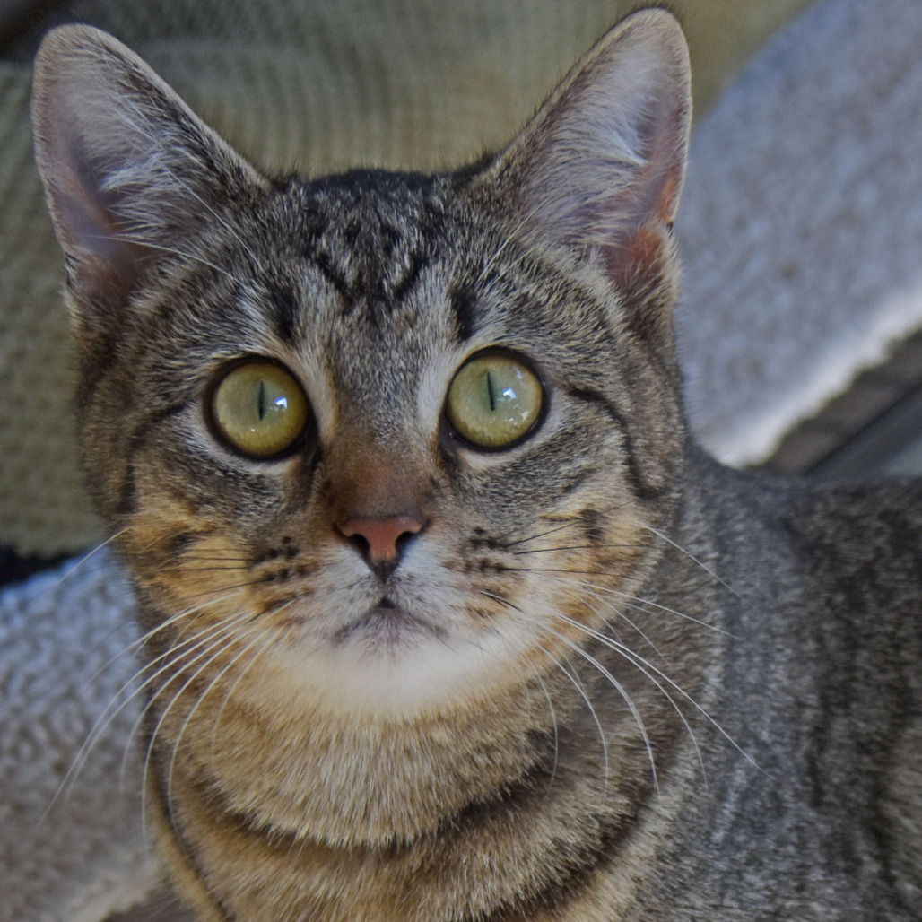 Tigerlily