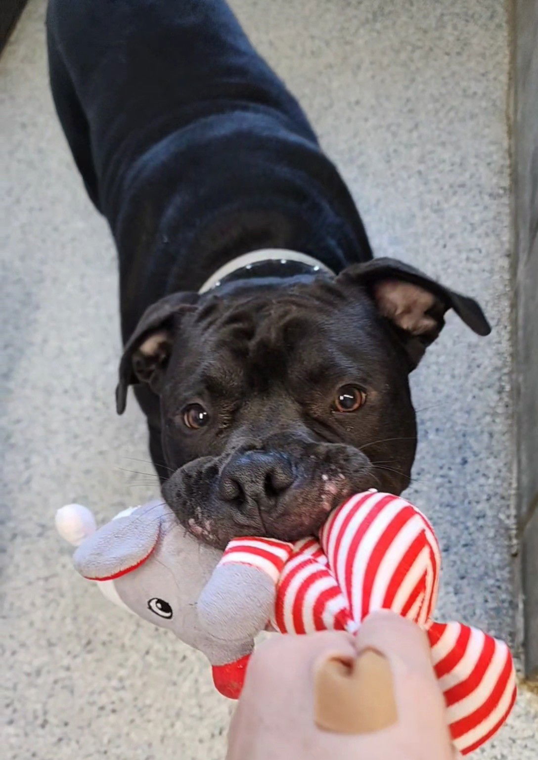 Mamoa, an adoptable American Bulldog in Knoxville, IA, 50138 | Photo Image 1
