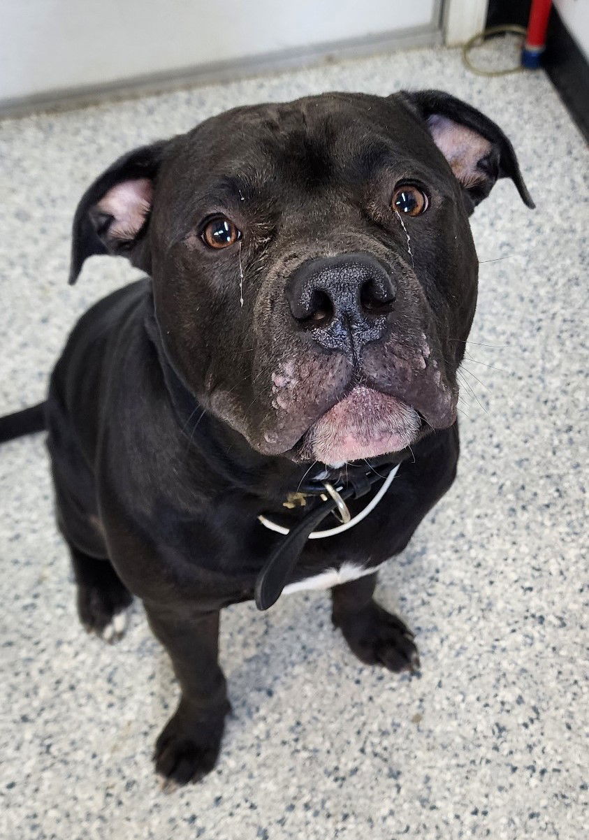 Mamoa, an adoptable American Bulldog in Knoxville, IA, 50138 | Photo Image 2