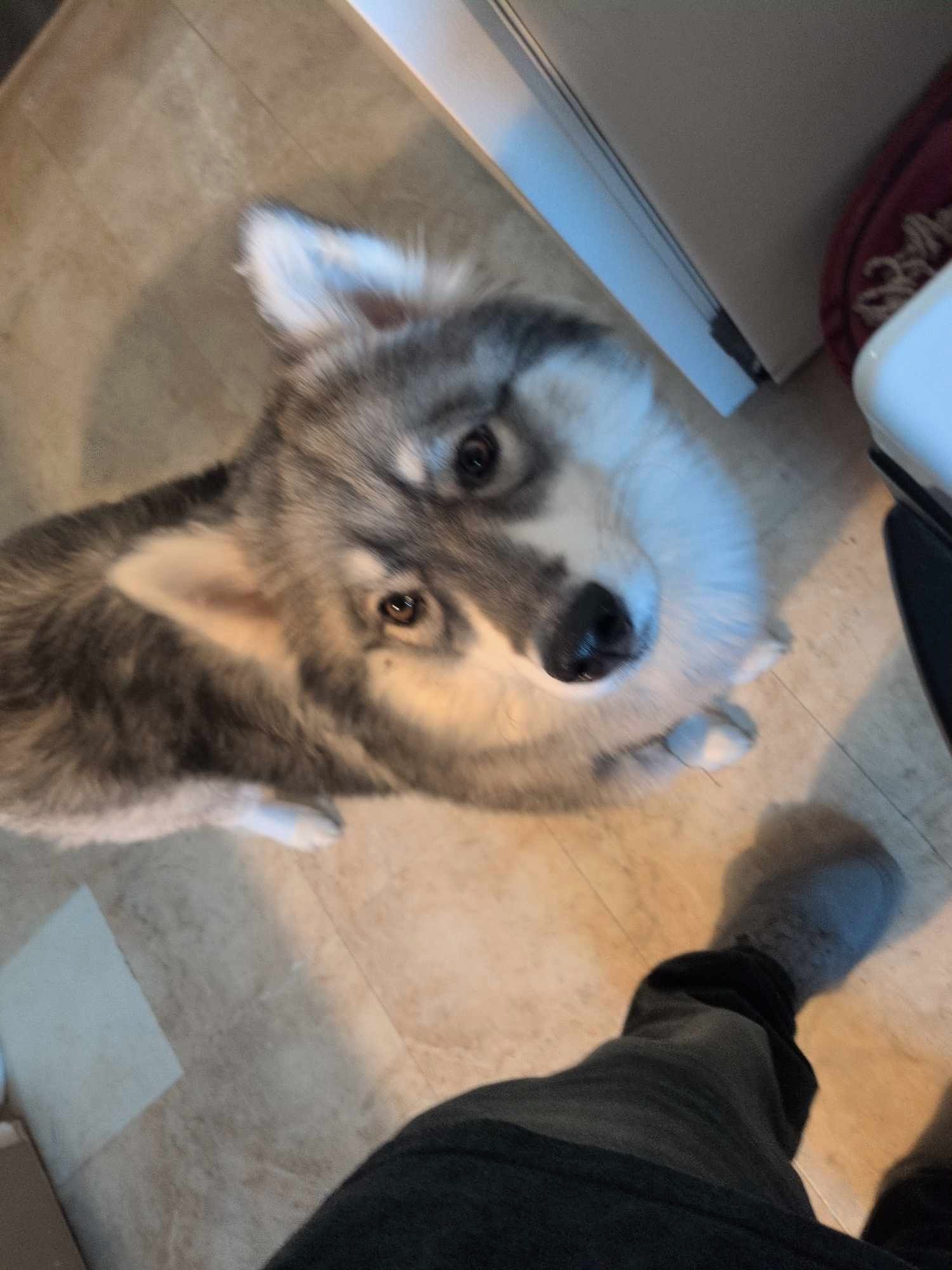 Smoky, an adoptable Siberian Husky in Twin Falls, ID, 83301 | Photo Image 1