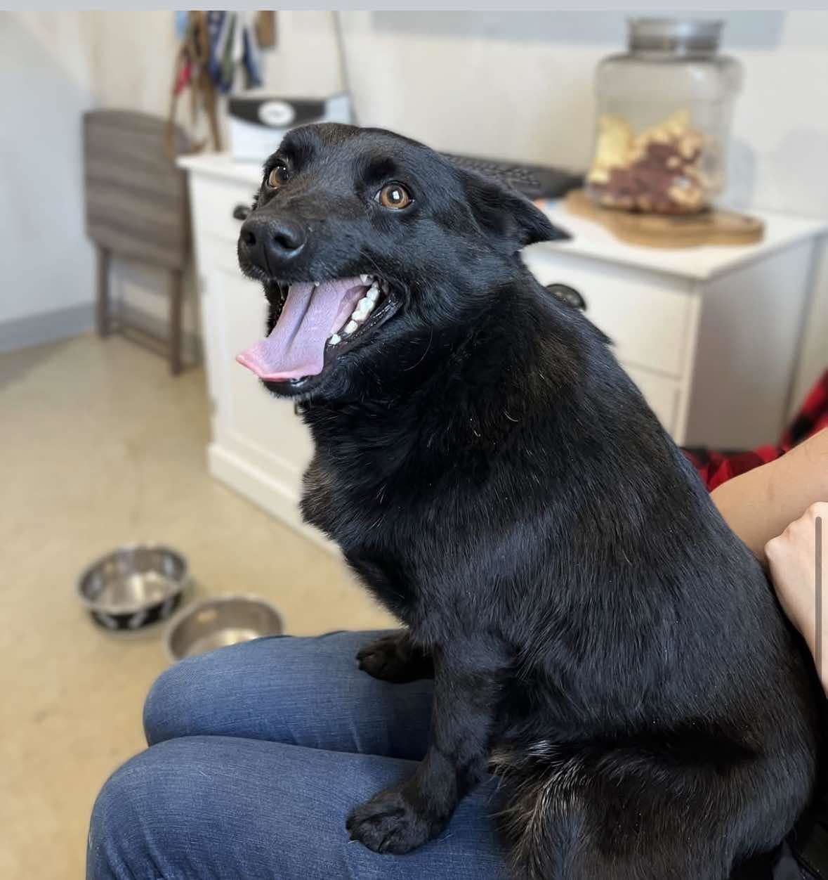 Daisy Warf, an adoptable Schipperke in Wakefield, RI, 02880 | Photo Image 1