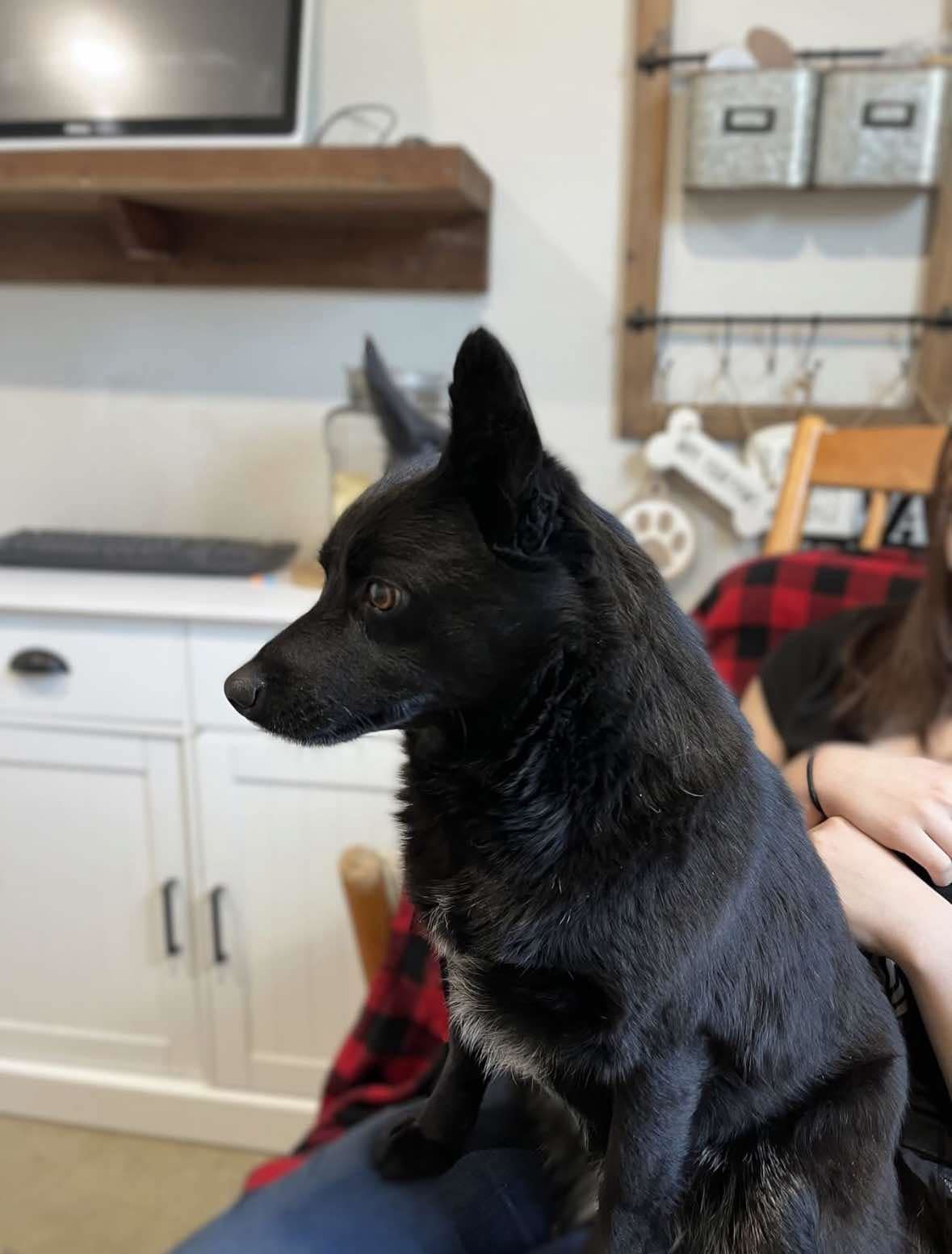 Daisy Warf, an adoptable Schipperke in Wakefield, RI, 02880 | Photo Image 2