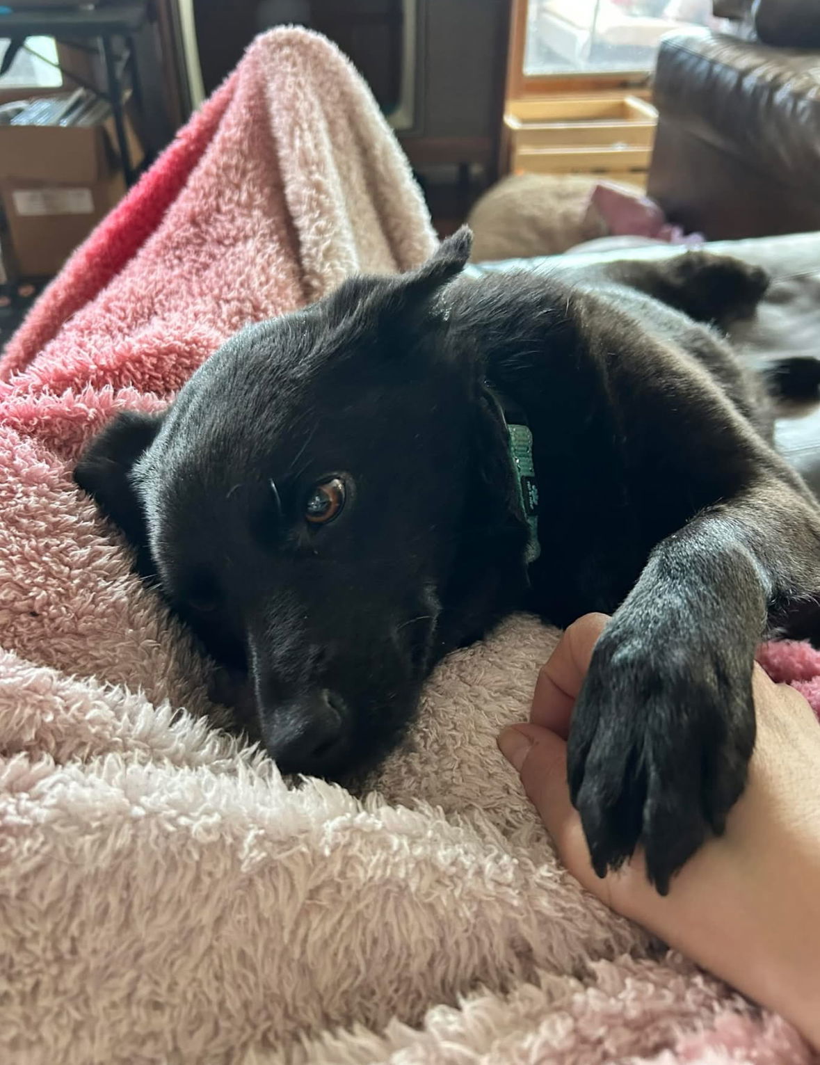 Daisy Warf, an adoptable Schipperke in Wakefield, RI, 02880 | Photo Image 3