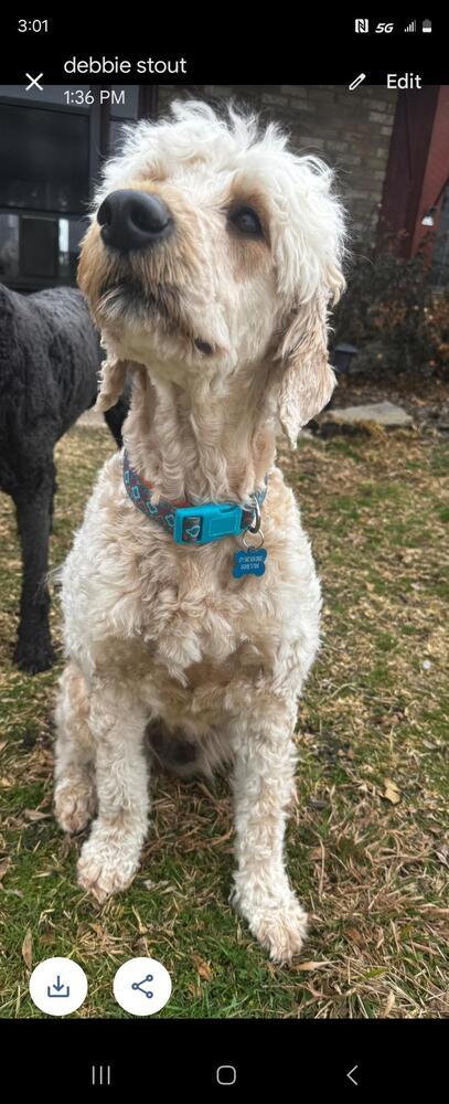 Taylor (Doodle Mom)