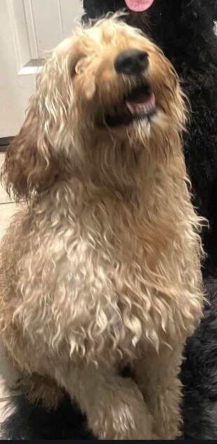 Taylor (Doodle Mom)