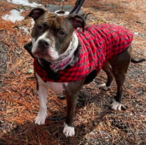 Coco and her siblings were 8 weeks old when they became court cases with animal control charges of a
