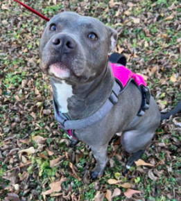 Faith. Urgently needs foster/adopter