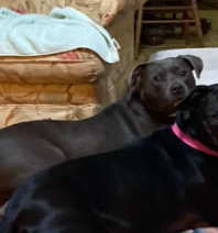 Faith. Urgently needs foster/adopter