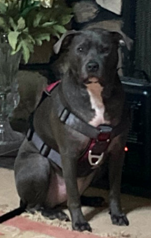 Faith. Urgently needs foster/adopter