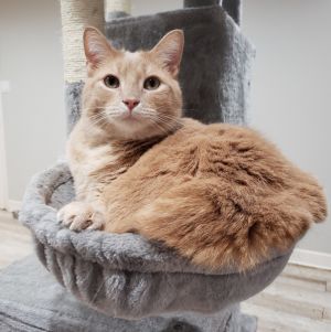 Boomer, Adult Male Domestic Short Hair