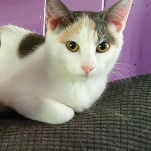Nala, Adult Female Domestic Short Hair