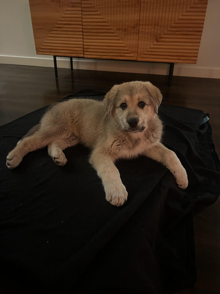 Blade, an adoptable Leonberger, Alaskan Malamute in Denver, CO, 80223 | Photo Image 1