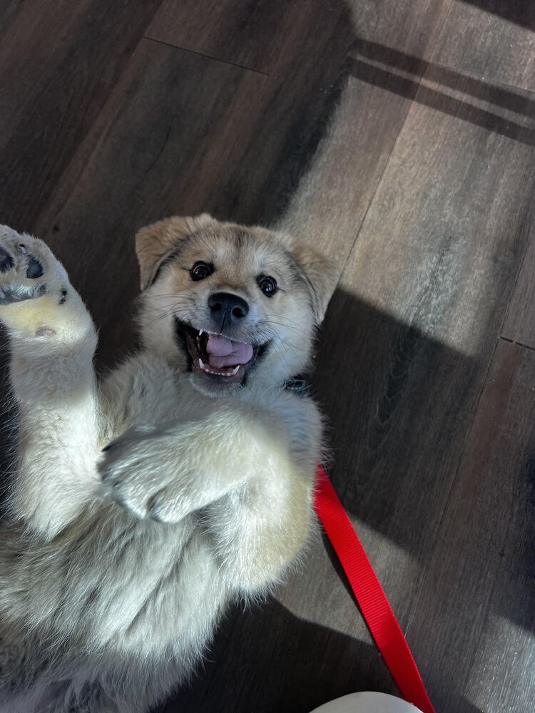 Blade, an adoptable Leonberger, Alaskan Malamute in Denver, CO, 80223 | Photo Image 2