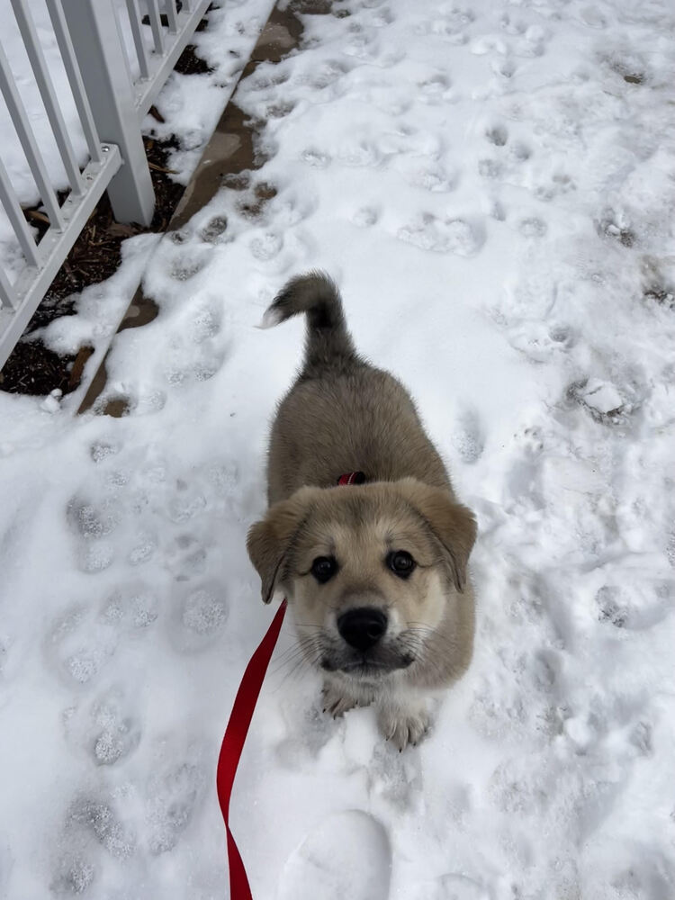 Blade, an adoptable Leonberger, Alaskan Malamute in Denver, CO, 80223 | Photo Image 3