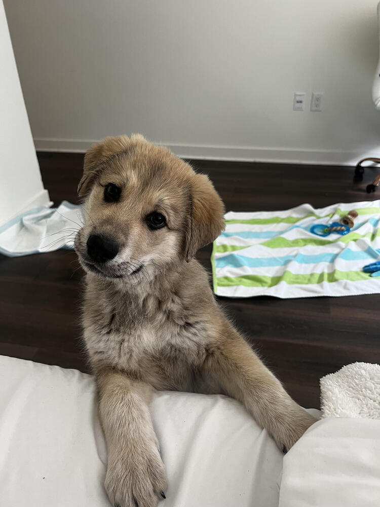 Blade, an adoptable Leonberger, Alaskan Malamute in Denver, CO, 80223 | Photo Image 4