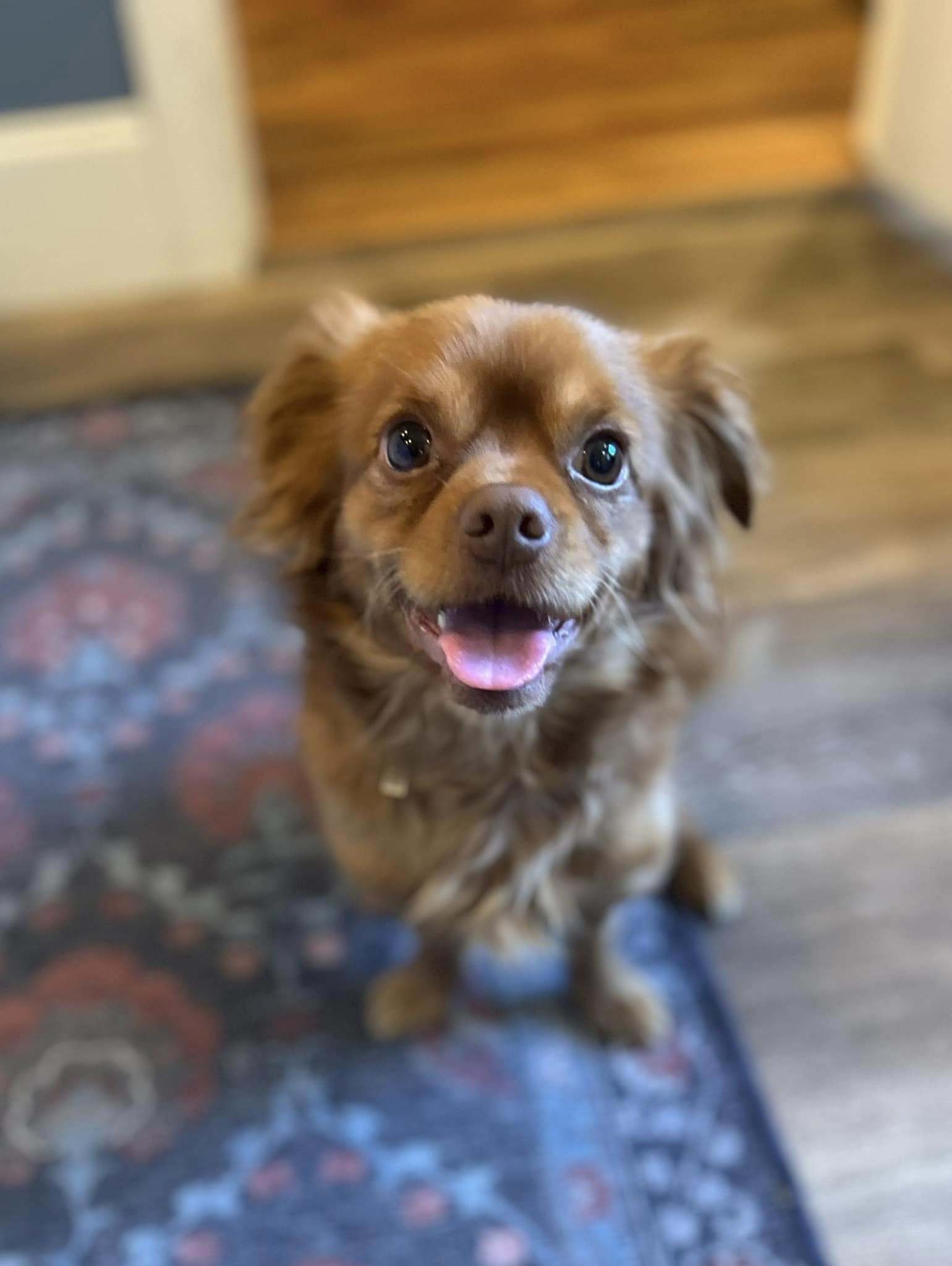 Boimler, an adoptable Pekingese in Greenville, SC, 29617 | Photo Image 1