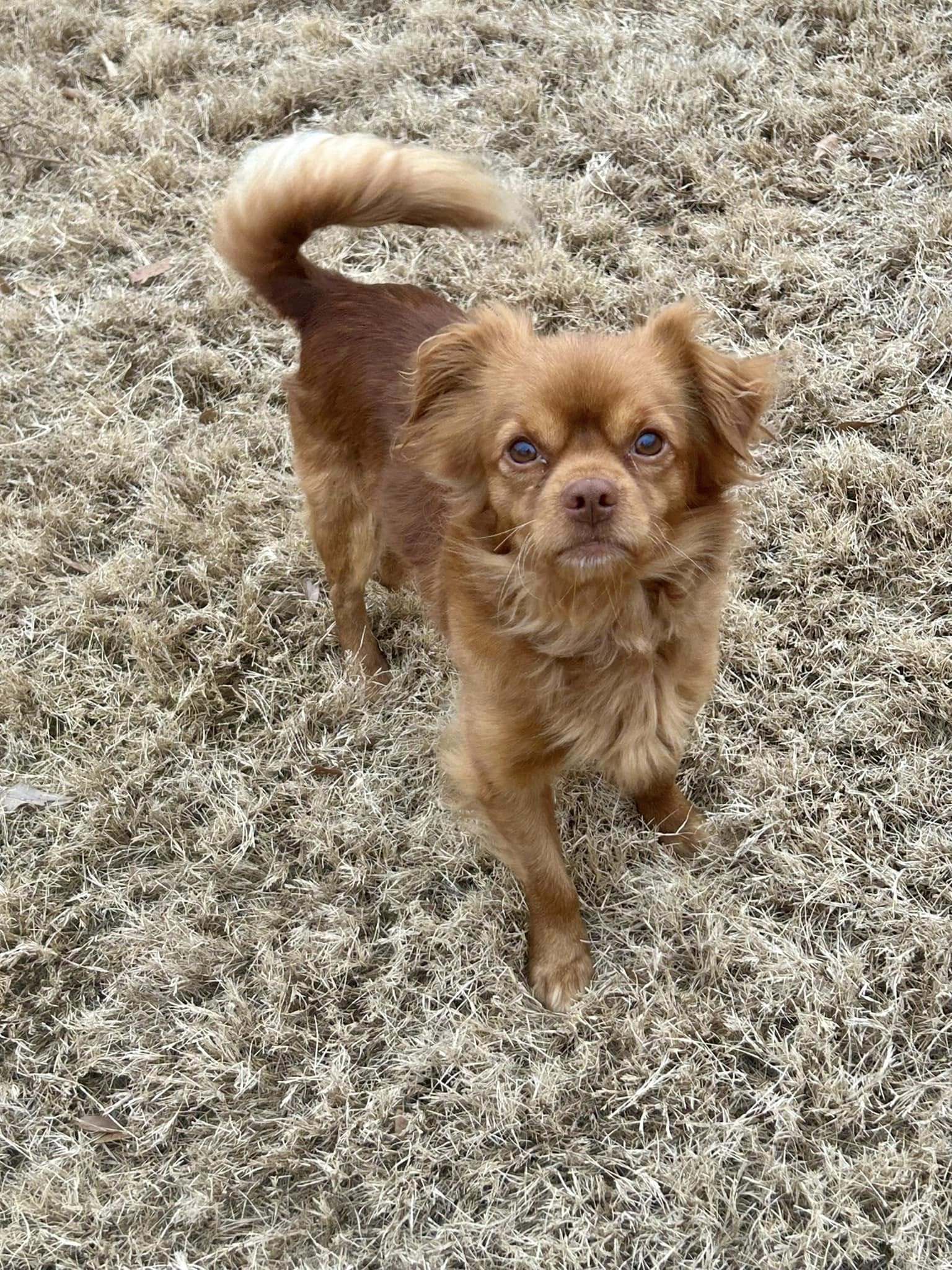 Boimler, an adoptable Pekingese in Greenville, SC, 29617 | Photo Image 2