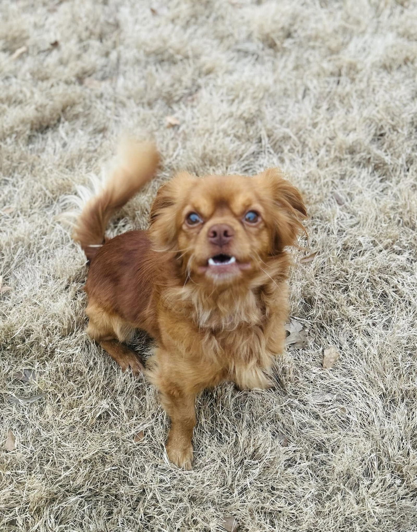 Boimler, an adoptable Pekingese in Greenville, SC, 29617 | Photo Image 3