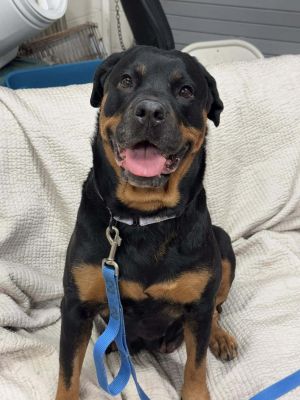 Roxy, Adult Female unknown