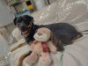 Roxy photo 2