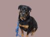 Roxy photo 3