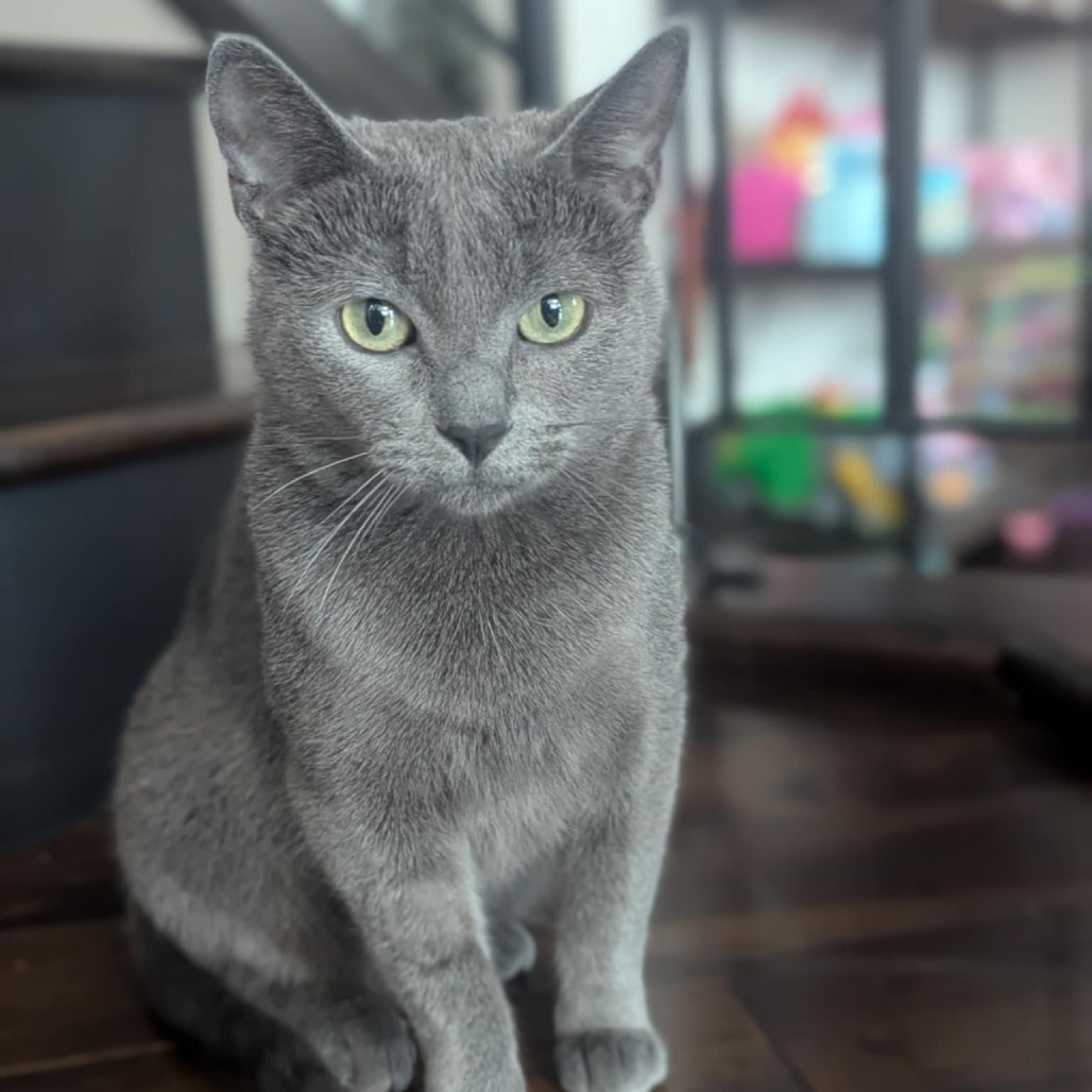 Momma Nala, an adoptable Domestic Short Hair in Calgary, AB, T3C 1W4 | Photo Image 1